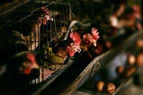 Bird flu anxiety spreads across Europe