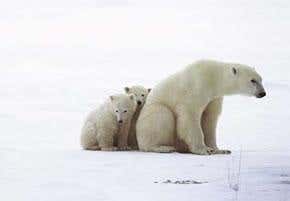 Arctic ice shrinking as it feels the heat