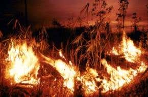 How to stop the destruction of Amazonia