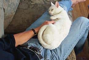 Lassie and friends come to the rescue