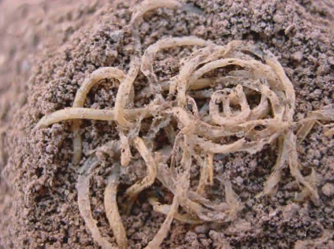 New Scientist. Science news and long reads from expert journalists, covering developments in science, technology, health and the environment on the website and the magazine.