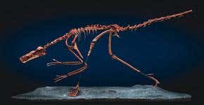 Feathered flight, so good they did it twice?