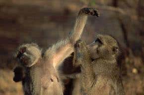 Monkeyluv: And other lessons on our lives as animals, by Robert Sapolsky