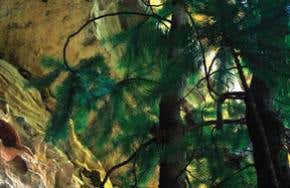 Rare prehistoric pine to be saved by sales