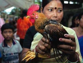 Race is on to make bird flu drugs