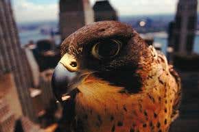 Wildlife in the big bad city