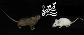 Romantic rodents give secret serenades