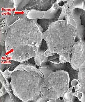 New Scientist. Science news and long reads from expert journalists, covering developments in science, technology, health and the environment on the website and the magazine.