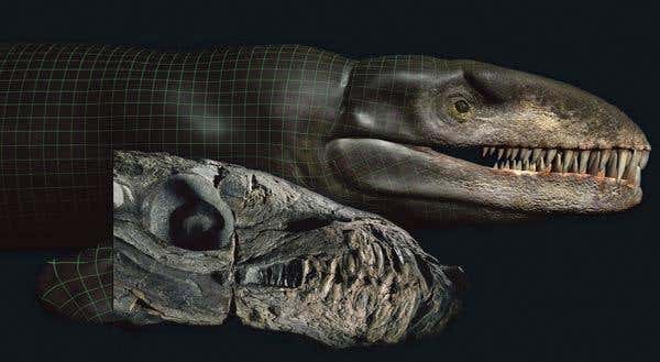 The fossil crocodyliform skull (front) acquires 