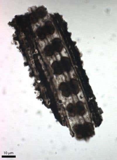 New Scientist. Science news and long reads from expert journalists, covering developments in science, technology, health and the environment on the website and the magazine.