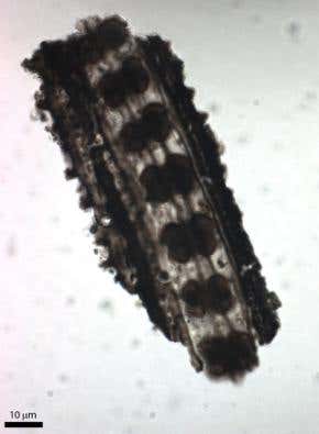 Fossil dung reveals dinosaurs did graze grass