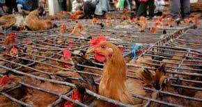 Official Chinese bird flu deaths could be 'tip of iceberg'