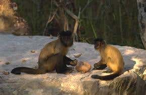 Money and monkey business