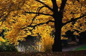 Let the future take root