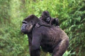 Great apes face Ebola oblivion