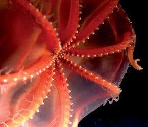 The fabulous realm of the deep