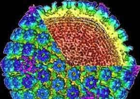 The viruses that kill tumours