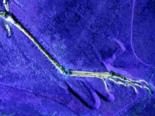 Ultraviolet light enhances details of a complete foot, showing that archaeopteryx had an extensible claw on its second toe - a hallmark of raptors - which is absent in all known birds 