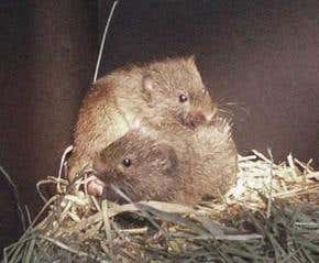 Dopamine blockers lead faithful voles astray