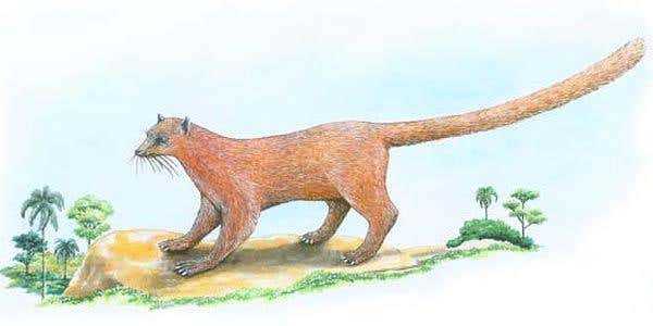 Experts are mystified by the new creature, with some saying it looks like a civet, and others say that it resembles a lemur