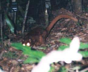 Mystery mammal discovered in Borneo's forests
