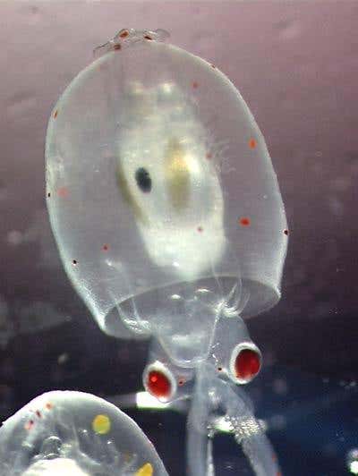 The squid embryo will emerge from the sac about 3 millimetres in length