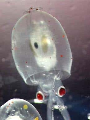 Broody squid carry their eggs in their arms