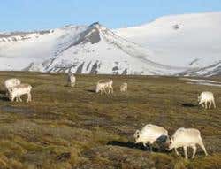 Midnight in June is a sunny affair in Svalbard