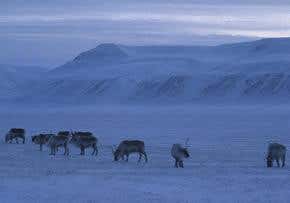 How Santa's reindeers work through the night