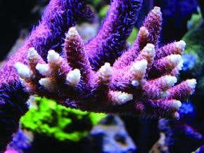 Lowly sea animals boast world-class genetic armoury