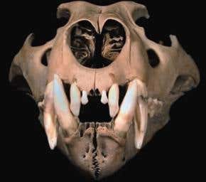 Rare glimpse of life in a medieval menagerie