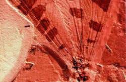 New Scientist. Science news and long reads from expert journalists, covering developments in science, technology, health and the environment on the website and the magazine.