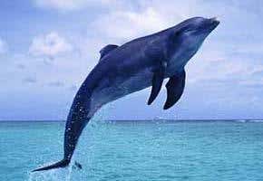 Animals and their amazing superpowers