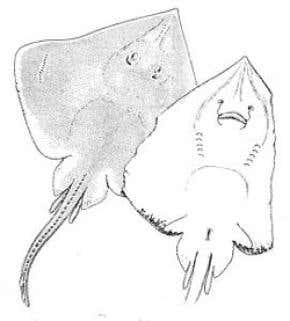 Deep-sea fish species decimated in a generation