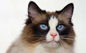 New cat family tree tracks global feline success