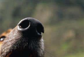 Dogs as good as screening for cancer detection