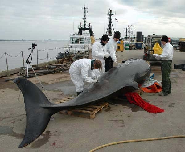 New Scientist. Science news and long reads from expert journalists, covering developments in science, technology, health and the environment on the website and the magazine.
