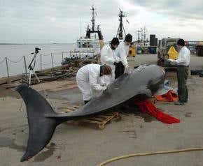 Tests reveal severe dehydration of Thames whale