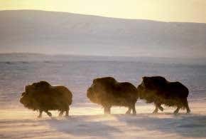 Lost world of the ice age makes a comeback