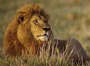 Born free, shot for sport