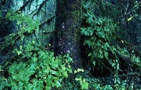 The lungs of the planet are belching methane