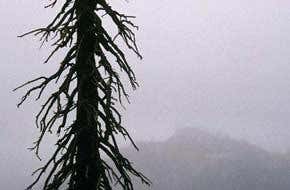 Something nasty in the air