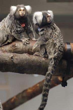 Dads-to-be pile on the pounds too