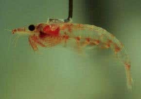 'Parachuting' krill may provide bumper carbon sink