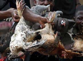 H5N1 bird flu reaches Africa