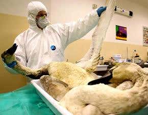 Bird flu makes its way around Europe