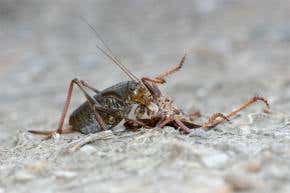 March of the Mormon cricket cannibals