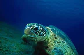 Green turtle demise greatly exaggerated
