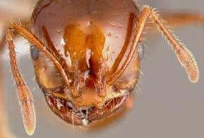 Interview: Extinguishing red fire ants