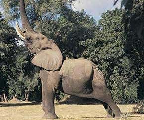 Elephants on the edge fight back